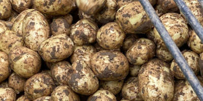 Vendo patate novelle prodotte nel 2023, maggiori dettagli su