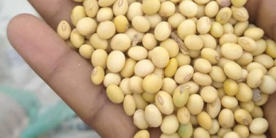 Pure and fresh soya beans from Ghana at the