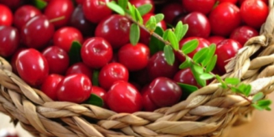 I will sell Black Red Cranberry Super Quality. I