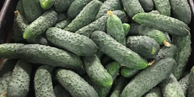Super quality ground cucumber for sale. Contact 730100462