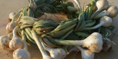 Garlic grown in an ecological system, certified.
