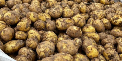 New corp potatoes, Riviera. Good quality. Can be in