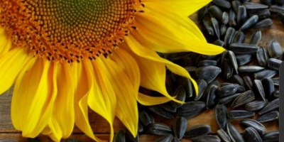 Verkauf von geernteten Sonnenblumen aus dem Jahr 2022. Wir
