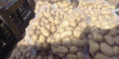 Hello, I am selling new potatoes, the possibility of