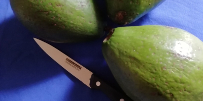 Мы являемся производителем свежего авокадо в Бурунди типа HS