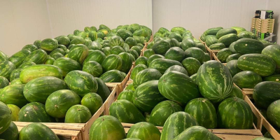 Guten Tag! As a watermelon supplier and exporter, we