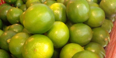 Persian Lime. Juicy and very good quality. Very large
