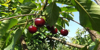 Объявляем акцию «Собери сам» по продаже вишни сорта Эрди
