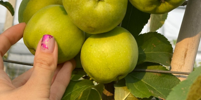 Wir suchen neue Mitarbeiter! Bio-zertifizierte Golden Delicious-Äpfel. Der superintensive