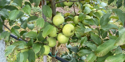 Wir suchen neue Mitarbeiter! Bio-zertifizierte Golden Delicious-Äpfel. Der superintensive