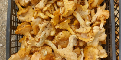 Chantarella-Pilze zum Verkauf frisch, gefroren und getrocknet. Für weitere