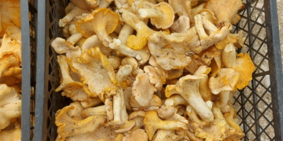 Chantarella-Pilze zum Verkauf frisch, gefroren und getrocknet. Für weitere