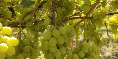 We are a supplier and grower of fresh grape