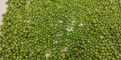 I will sell frozen peas. 25 or 30 kg