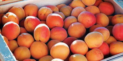 Buy Apricots Buy Apricots Only in large quantities from
