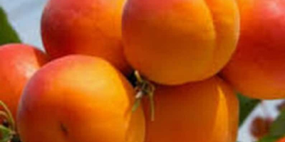 Buy Apricots Buy Apricots Only in large quantities from