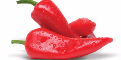 Importer from Romania is looking for capia red pepper