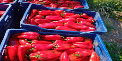 Wir liefern roten Capia-Paprika von guter Qualität und andere