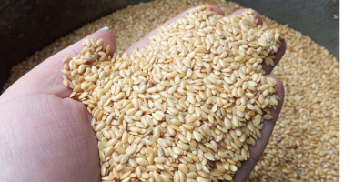 We sell golden flaxseed of own production from Ukraine.