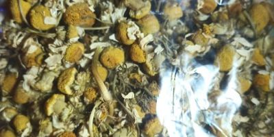 I will sell a chamomile flower Packed by 10