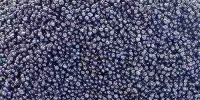 Fresh blueberries for sale! 0751841889