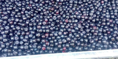 Frische Blaubeeren zu verkaufen! 0751841889