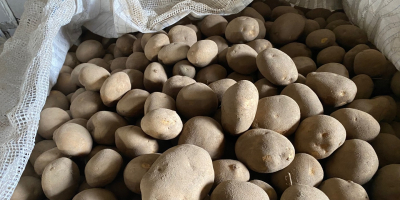 Since September we have 10,000 tons of potatoes available.