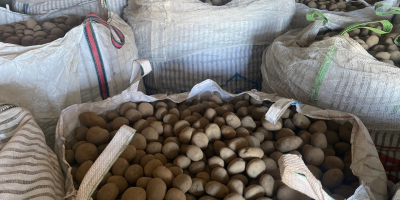 Since September we have 10,000 tons of potatoes available.