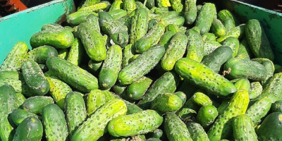 I will sell barrel pickled cucumbers, varieties atomik, sonata,