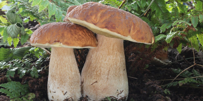 Pilze der Art Boletus Edulis, halbiert oder geviertelt, Mischung