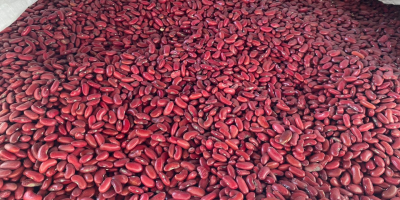 We offer very good quality beans: Jaś pytic, 100-140