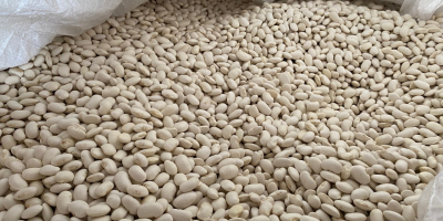 We offer very good quality beans: Jaś pytic, 100-140