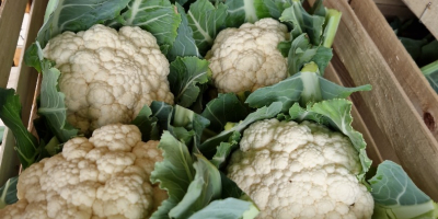 We make cauliflowers in season Caliber 6/8 rind, plastic,