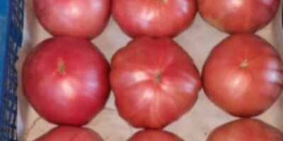 Sehr lecker rosa Tomaten/ Fleischtomaten. Eigene Produktion aus Bulgarien.