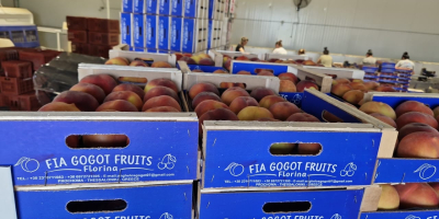 The nectarine season begins with fresh and quality fruits
