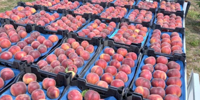 Wholesale sales of peaches +90 0533 031 56 42