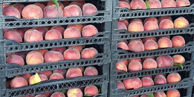 Wholesale sales of peaches +90 0533 031 56 42