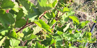 Organic blackberries ROMANIA - plantation 1 ha in Vaslui