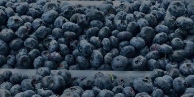 I will sell American blueberries, the price to be