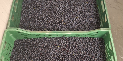 Wholesale quantities of pure, hand-picked wild blueberries. Prices fluctuate