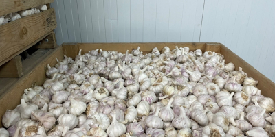 We have: -Violet Garlic and White Garlic (brushed, peeled