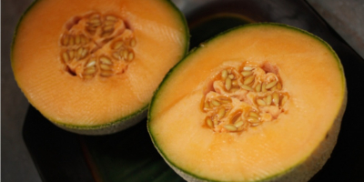 Honey-sweet delicacy! Hungarian free-field melons are available!! Both in