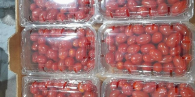 Grape Premium cherry tomato packaged [phone]g available [phone] pcs