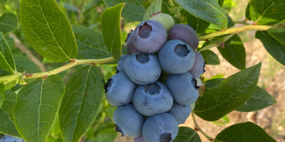 I will sell blueberry - currently Duke, later Chandler
