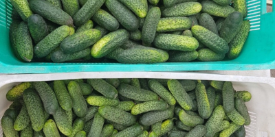 I will sell cucumbers from my own plantation. Wholesale