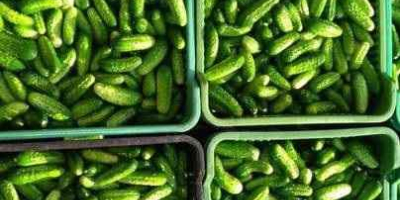 I will sell field cucumbers grown on my farm.