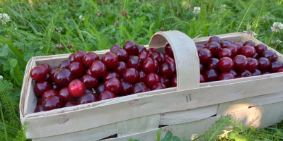 Cherry Łutówka - голяма търговия на едро / дребно