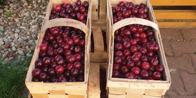 Cherry Łutówka - large Wholesale / retail