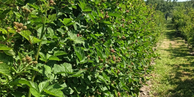 Organic blackberries in the town of Prunisor, Arad county,