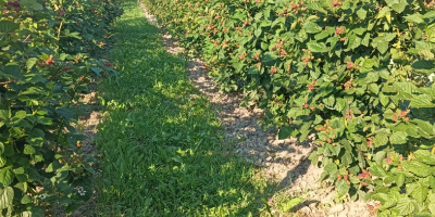 Organic blackberries in the town of Prunisor, Arad county,